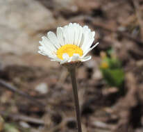 Image de Inezia speciosa F. Brusse