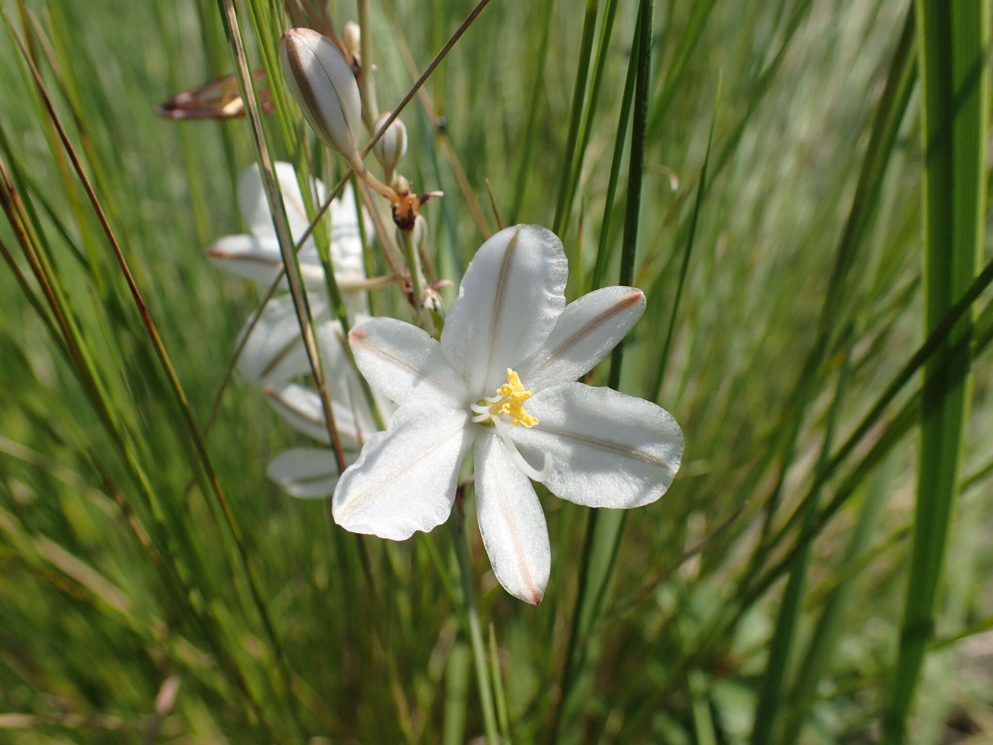 Image of Chlorophytum cooperi (Baker) Nordal