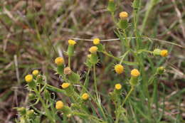 Plancia ëd Senecio macrocarpus F. Müll. ex R. O. Belcher