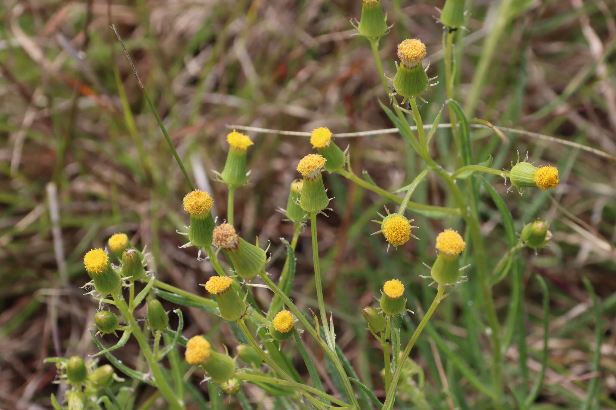 Senecio macrocarpus F. Müll. ex R. O. Belcher resmi