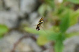 Image of Syrphid fly