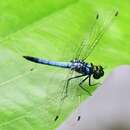 Image of Chalybeothemis chini Dow, Choong & Orr 2007
