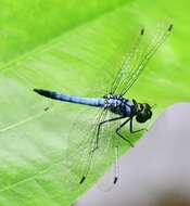 Imagem de Chalybeothemis chini Dow, Choong & Orr 2007