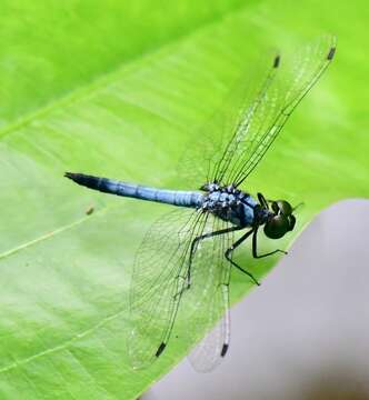 Image of Chalybeothemis Lieftinck 1933