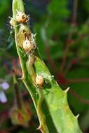 Image of Parasitic wasp