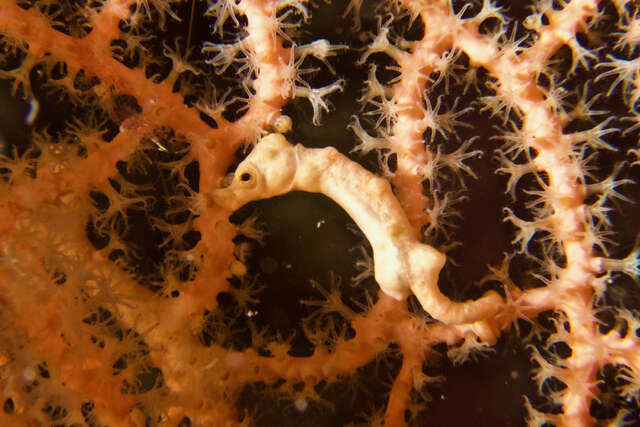 Image of Denise's Pygmy Seahorse