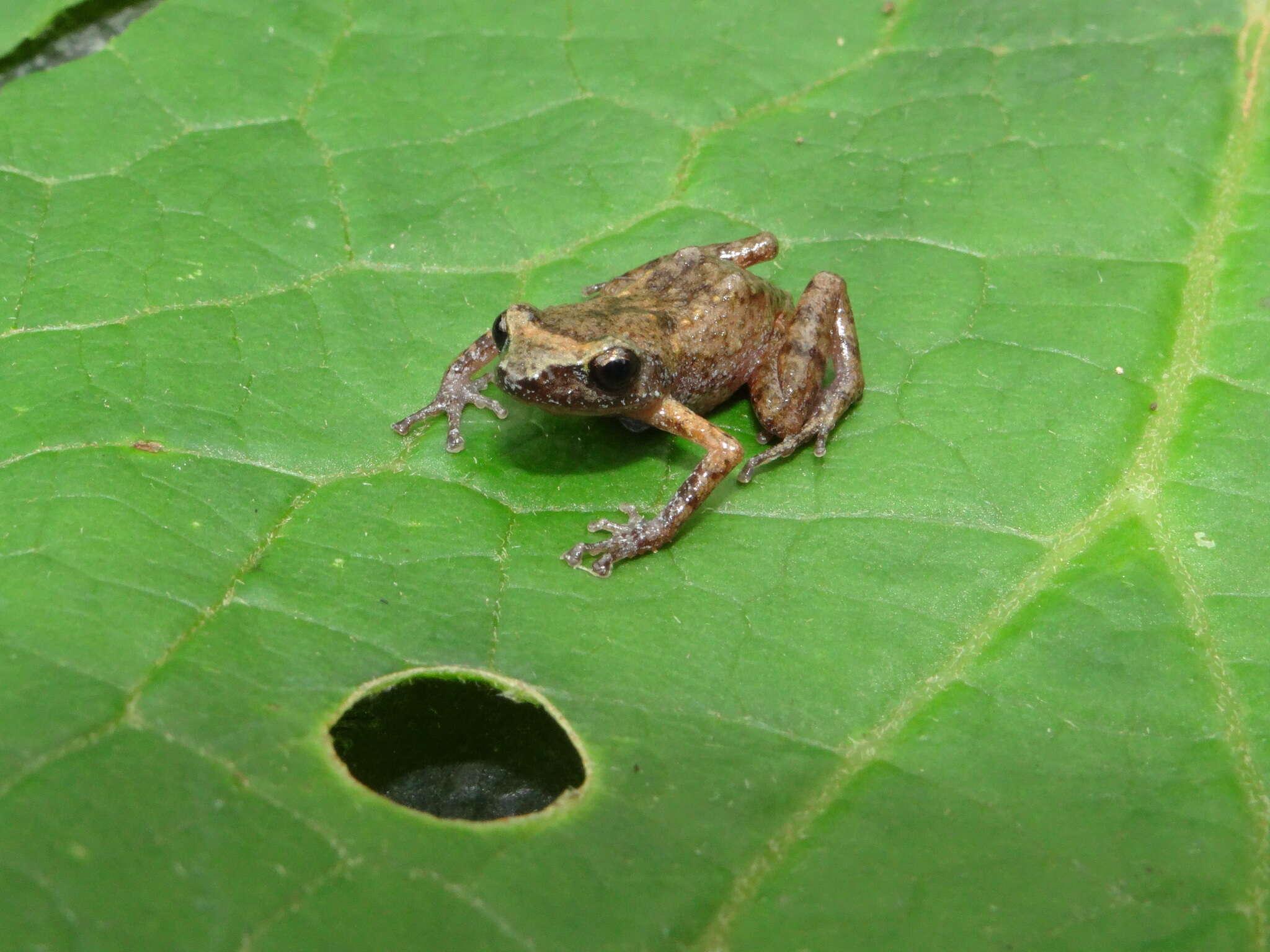 Imagem de Eleutherodactylus floresvillelai Grünwald, Reyes-Velasco, Franz-Chávez, Morales-Flores, Ahumada-Carrillo, Jones & Boissinot 2018