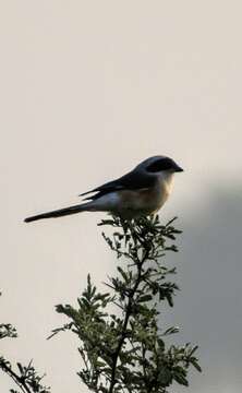 Image of Bay-backed Shrike