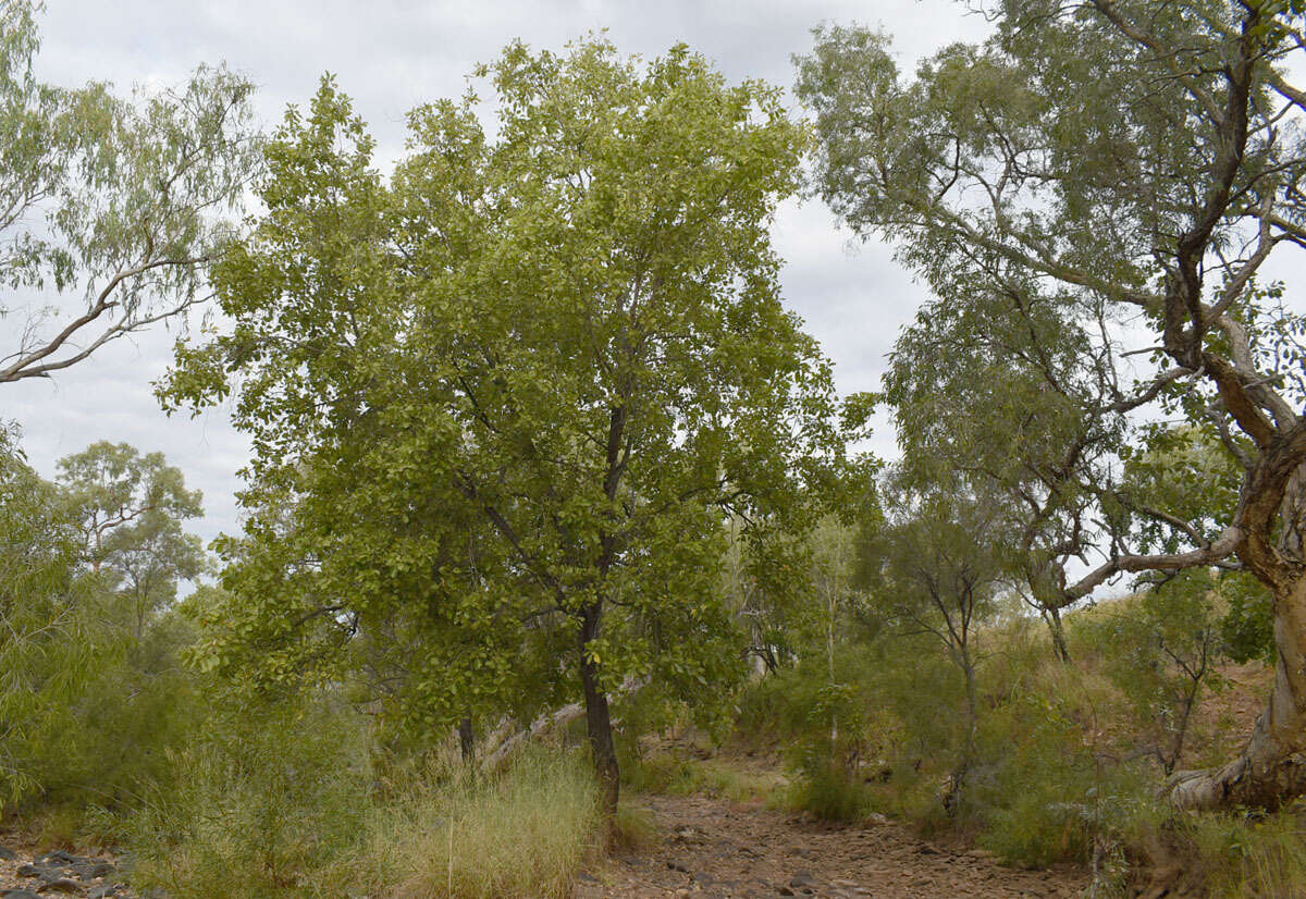 Sivun Terminalia platyphylla F. Müll. kuva