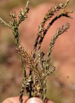 Image of Thesium annulatum A. W. Hill