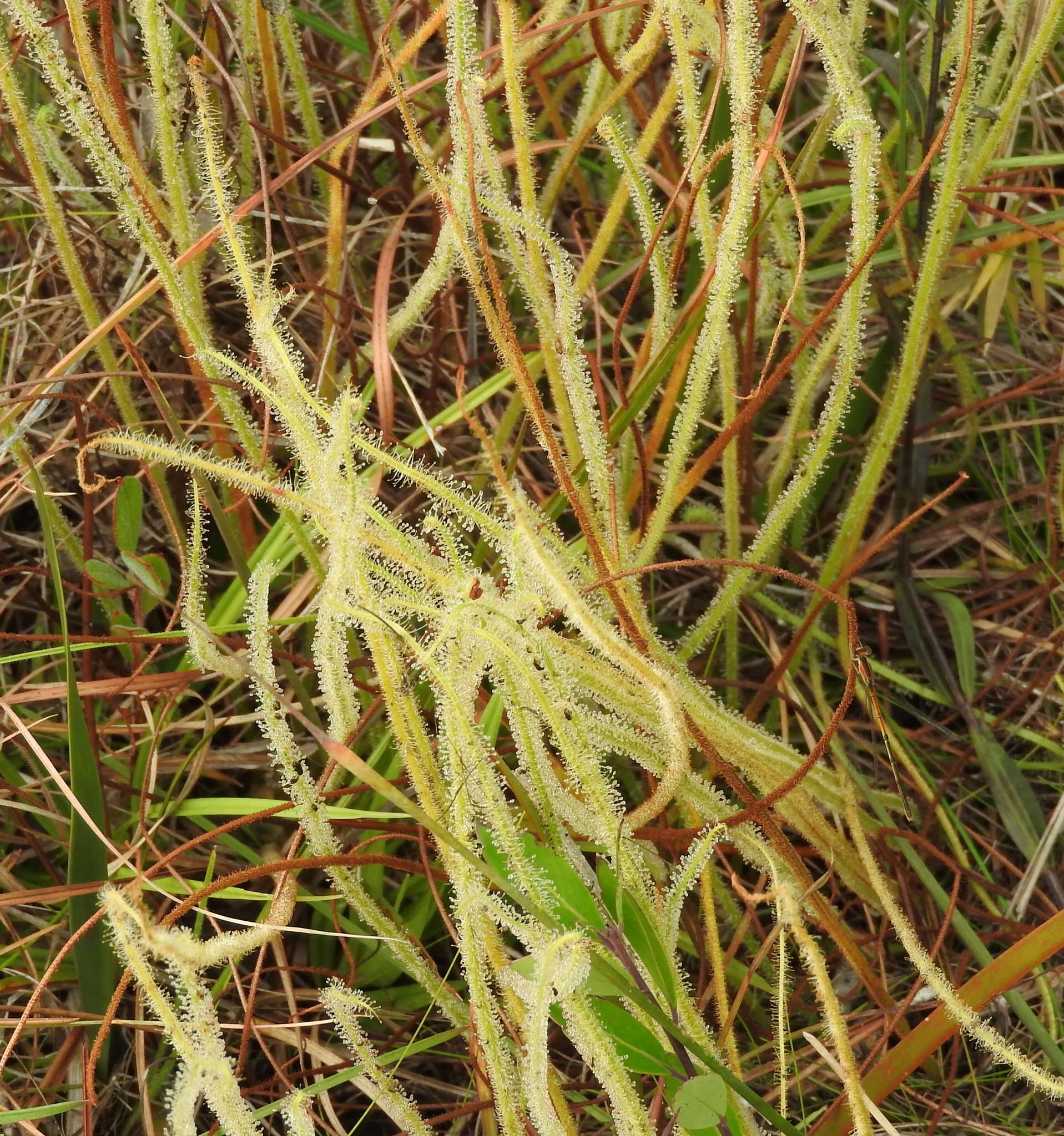 Drosera filiformis var. tracyi (Macf. ex Diels) Diels的圖片