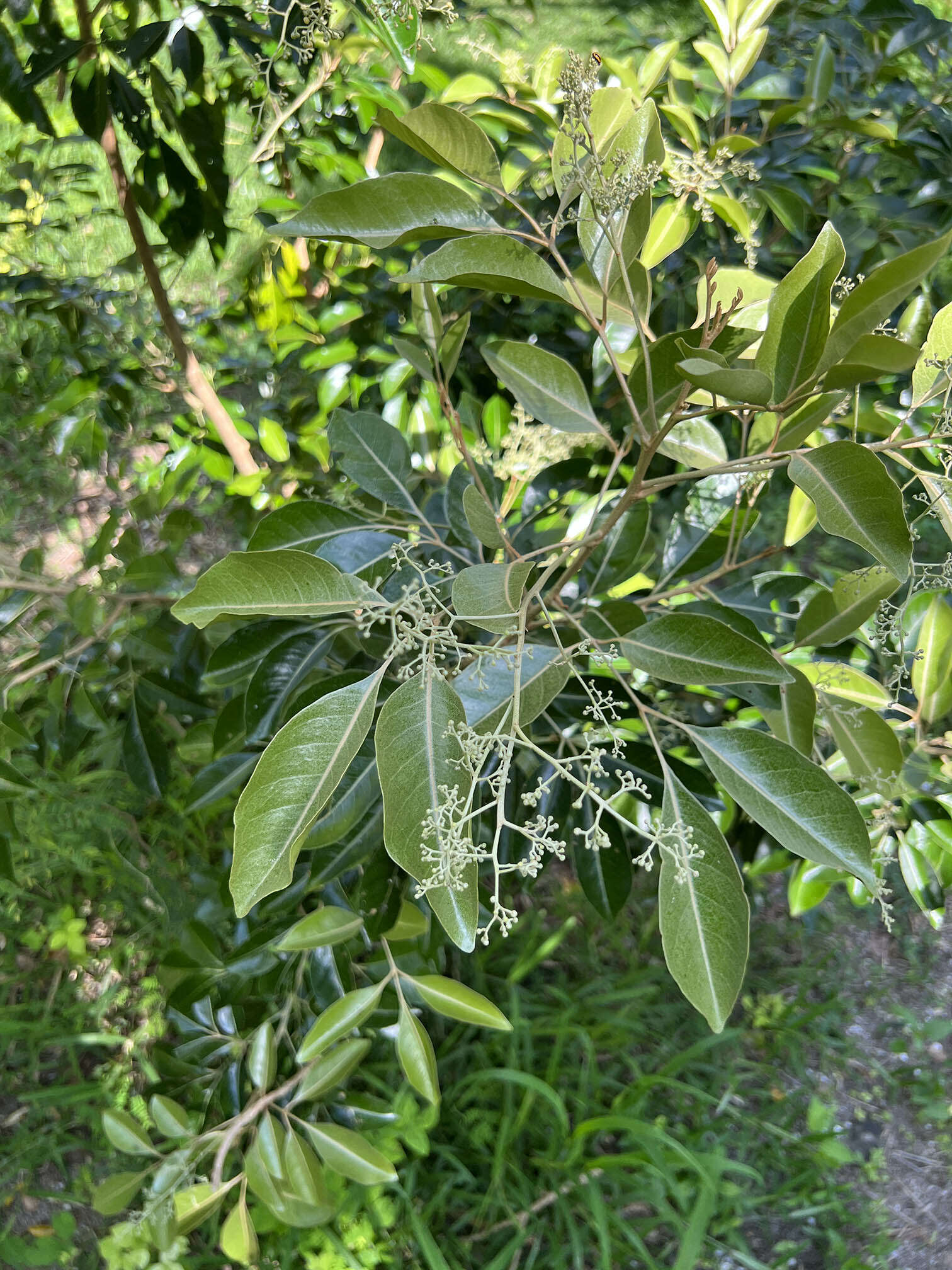 Image of Aglaia elaeagnoidea (A. Juss.) Benth.