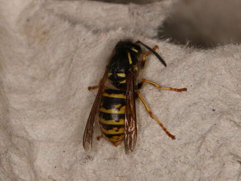 Dolichovespula saxonica (Fabricius 1793)的圖片