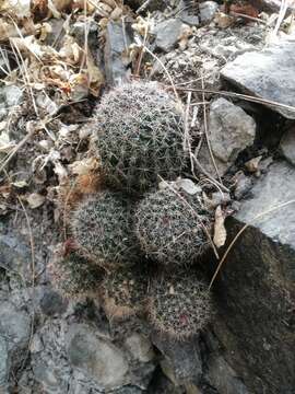 Image de Mammillaria beneckei Ehrenb.