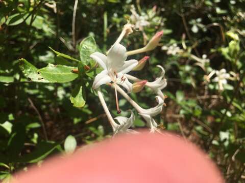 صورة Rhododendron oblongifolium (Small) Millais