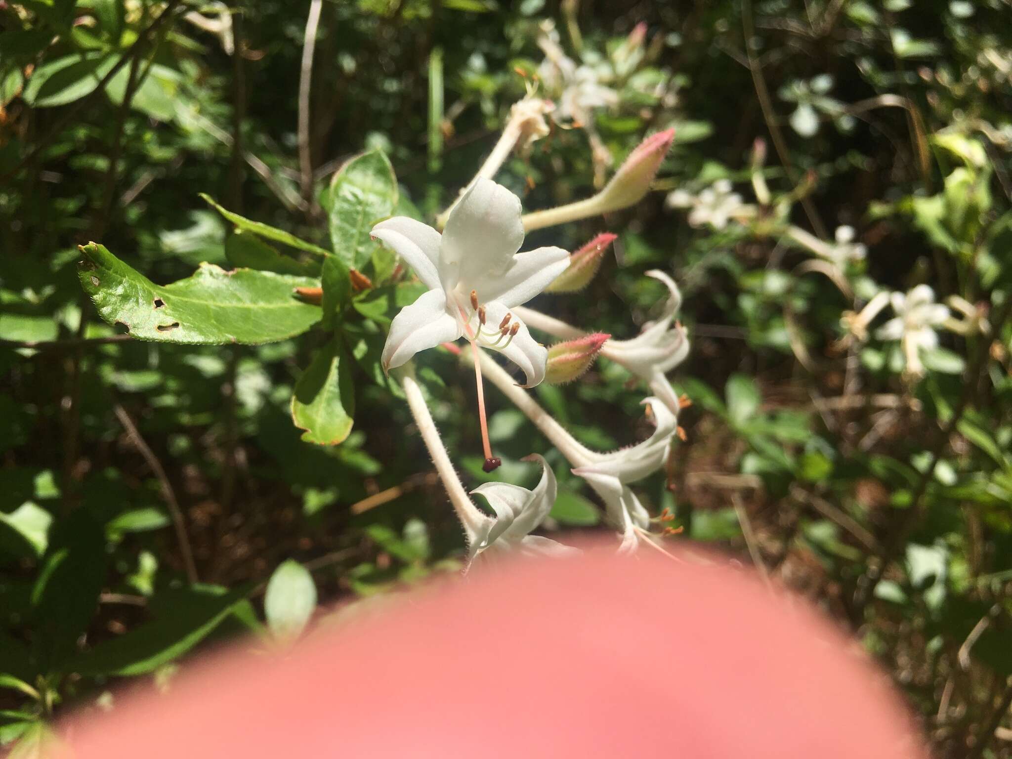 Image of Texas azalea