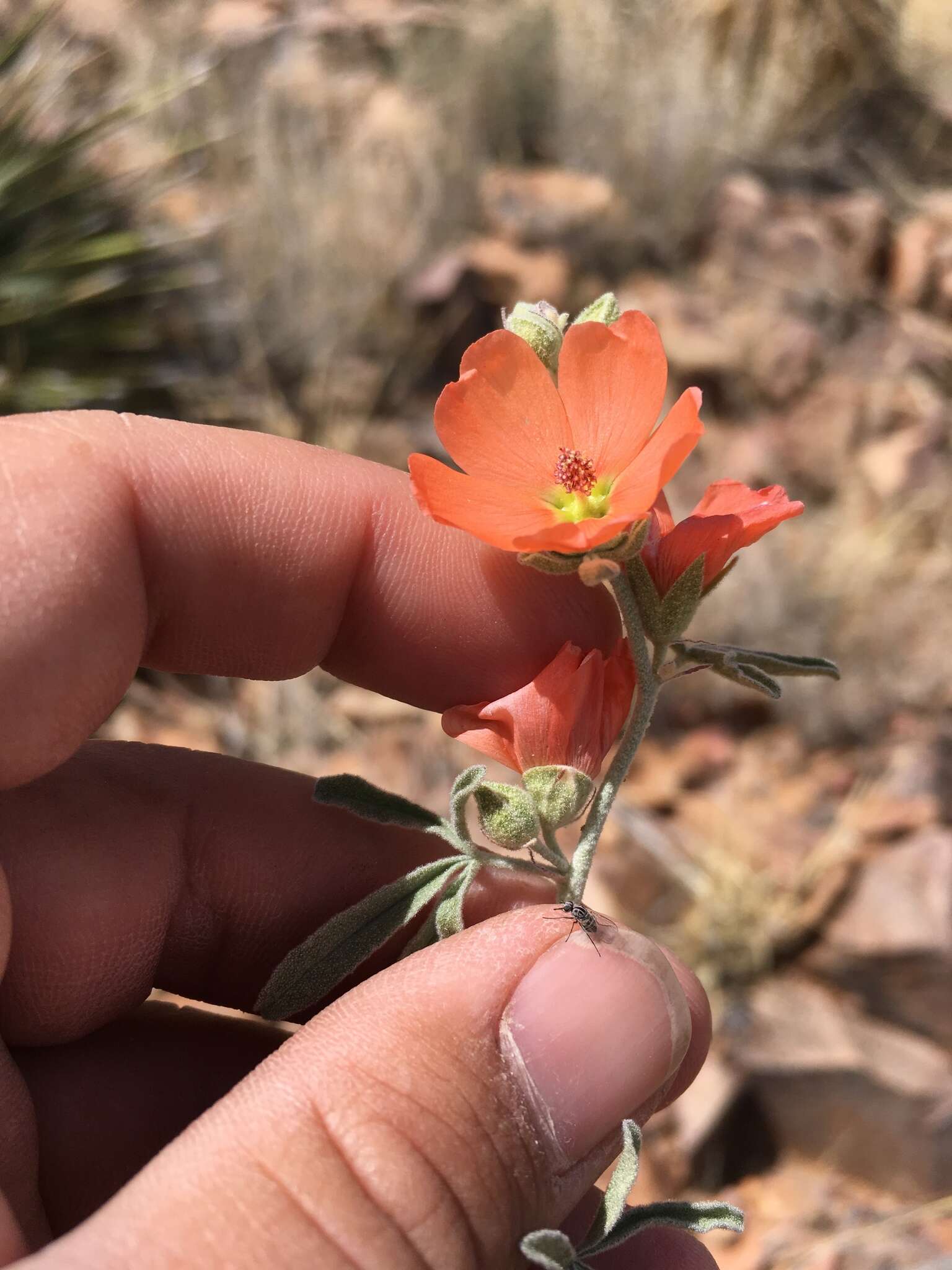 Image of spear globemallow