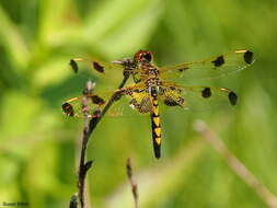 Слика од Celithemis elisa (Hagen 1861)