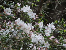 Imagem de Rhododendron ovatum (Lindl.) Planch. ex Maxim.