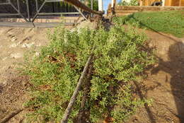 Image of Tetraena coccinea (L.) Beier & Thulin