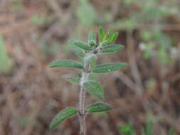 Plancia ëd Micromeria hyssopifolia Webb & Berthel.