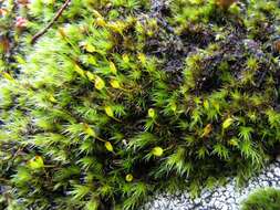 Image of racomitrium moss