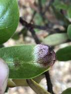 Image of Exobasidium arctostaphyli Harkn. 1884