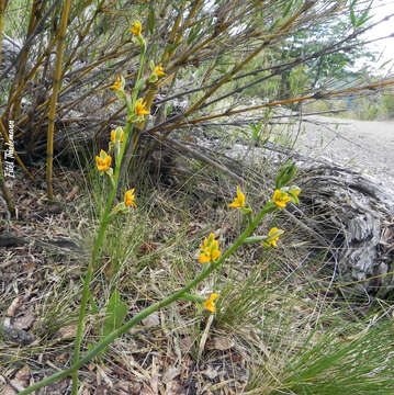 Image of Chloraea bidentata (Poepp. & Endl.) M. N. Correa