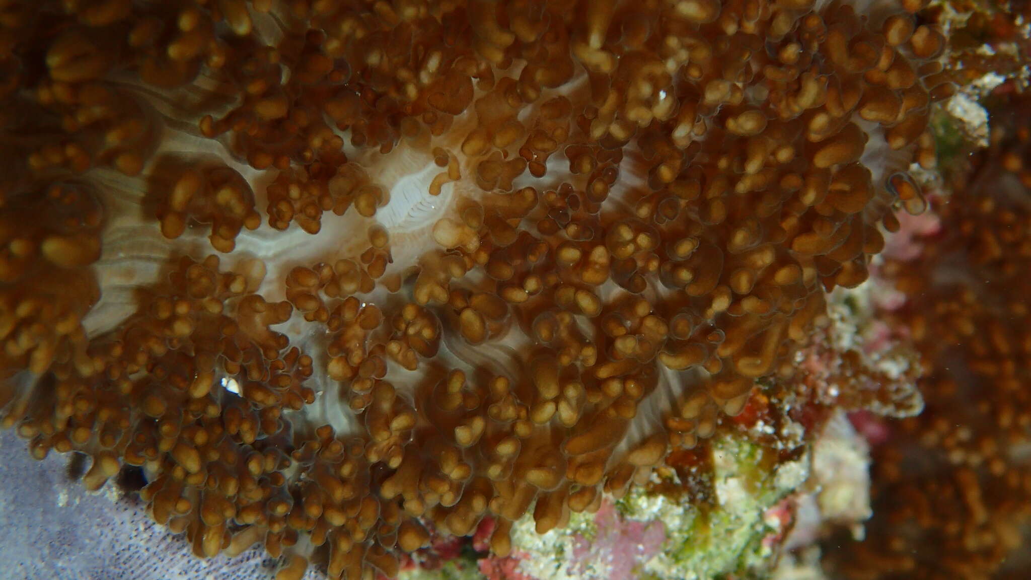 Image of red-mouth mushroom anemone