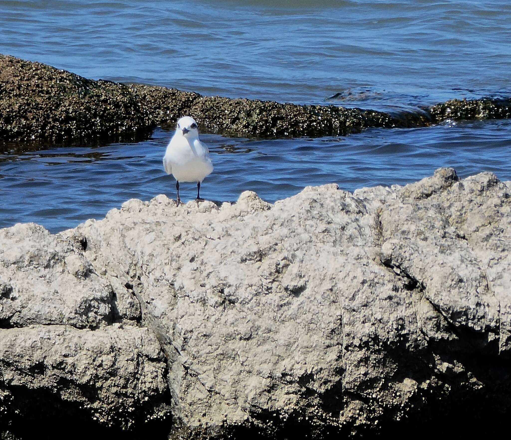 Image of Snowy-crowned Tern