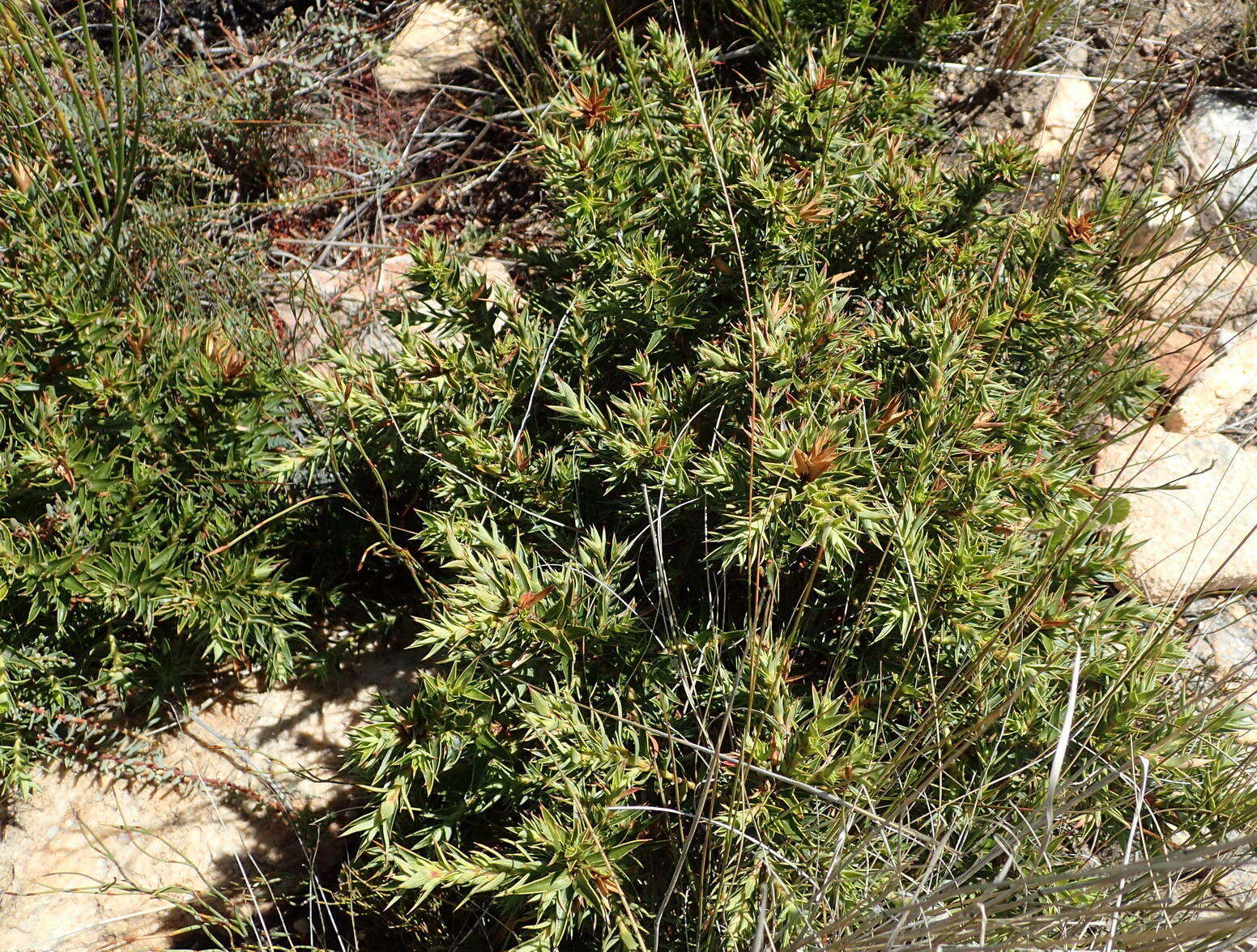 Слика од Cliffortia ilicifolia var. cordifolia (Lam.) Harv.