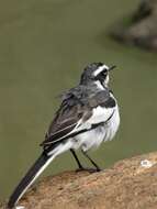 Motacilla aguimp vidua Sundevall 1850的圖片