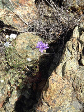 Image of California gilia