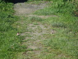 Image of Goldfinch