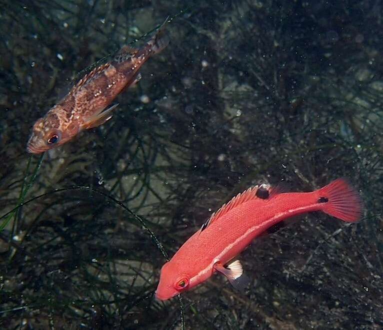 Imagem de Bodianus pulcher (Ayres 1854)