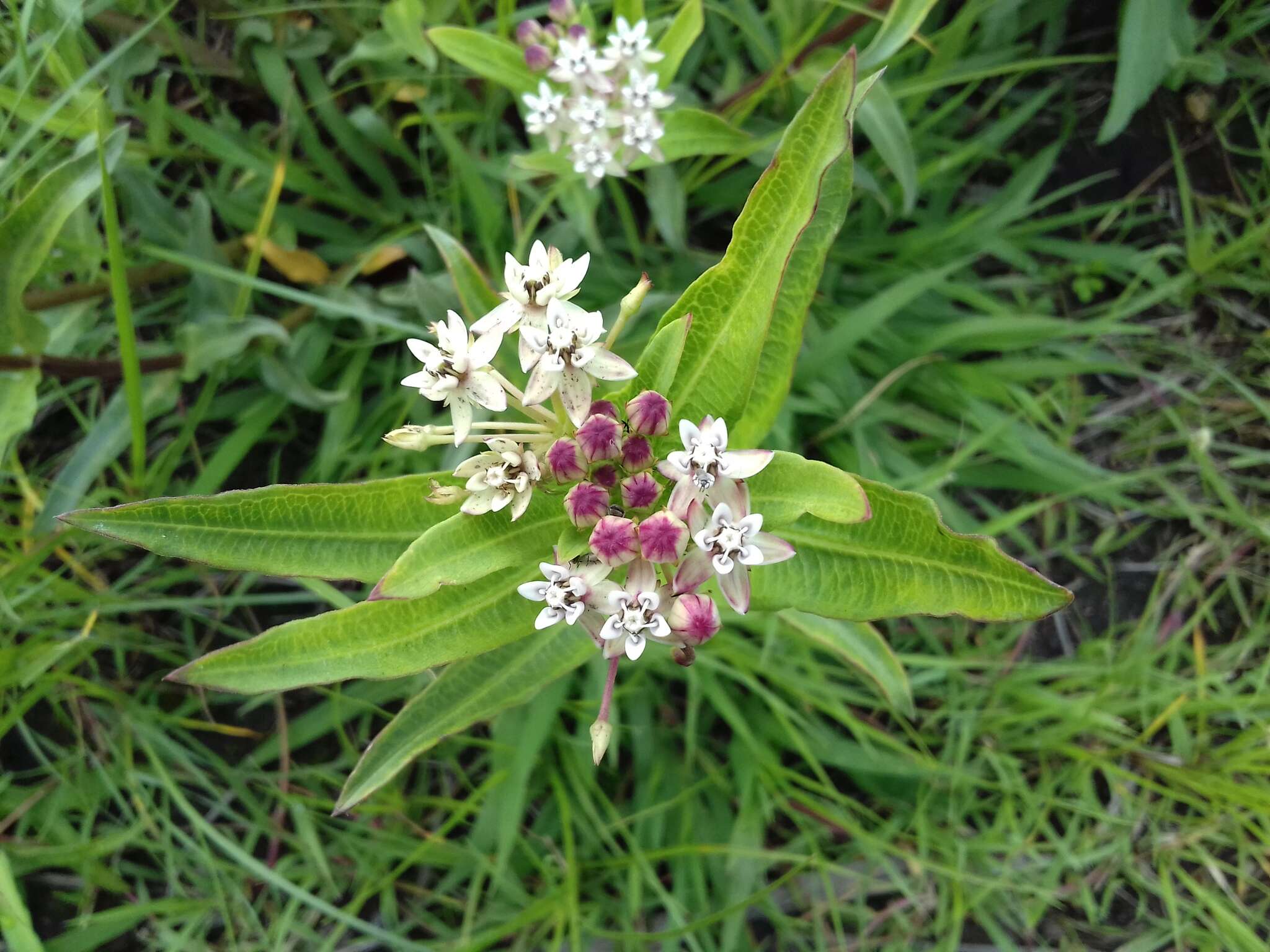 Image de Asclepias pratensis Benth.