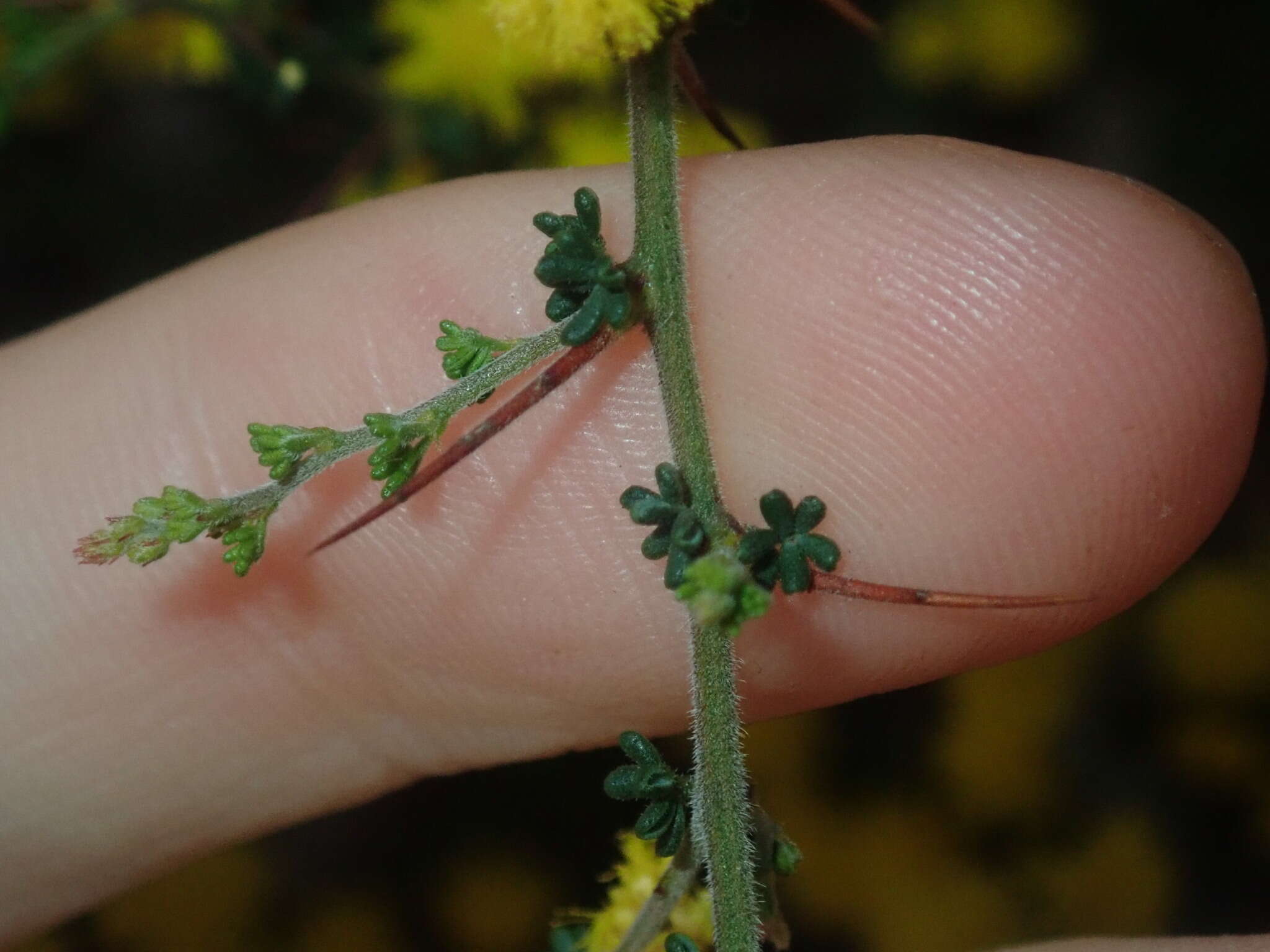 Image of Acacia lasiocarpa Benth.