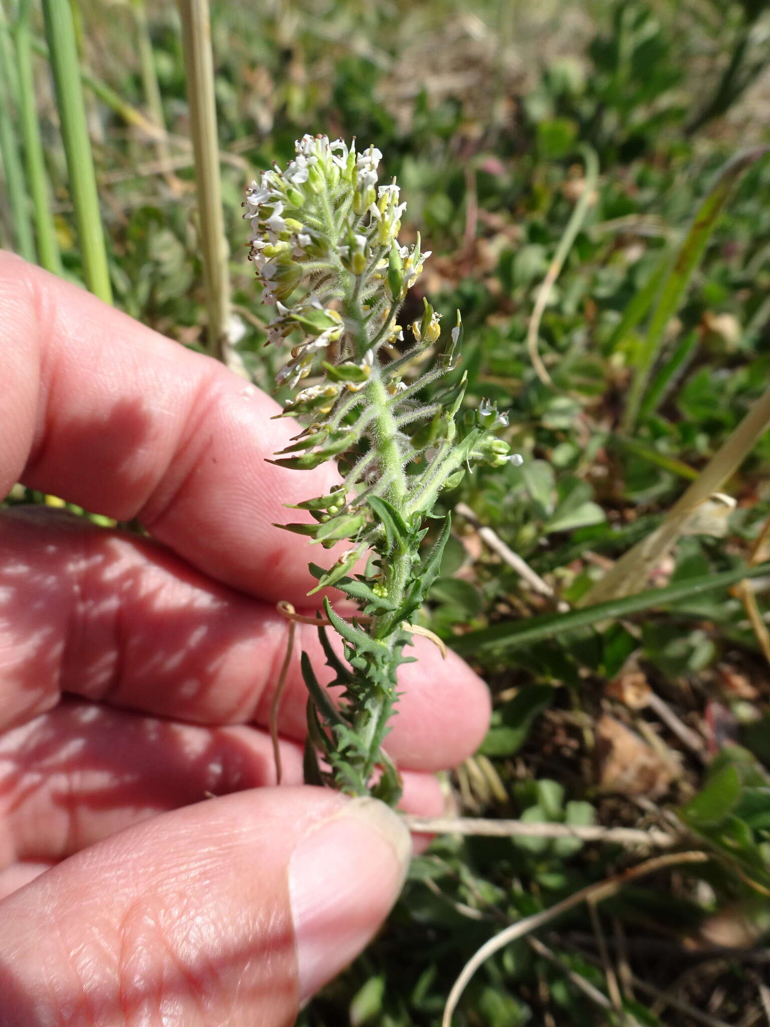 Image of Smith's Pepperwort