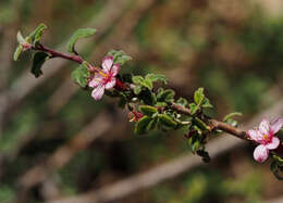 Image of Mountain cherry