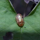 Plancia ëd Phytodectoidea duodecimsignata (Boheman 1854)