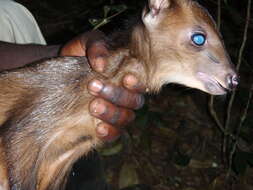 Image of East African Red Duiker