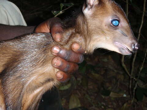 Image of East African Red Duiker