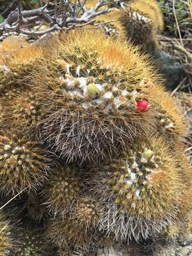 صورة Mammillaria nivosa Link ex Pfeiff.