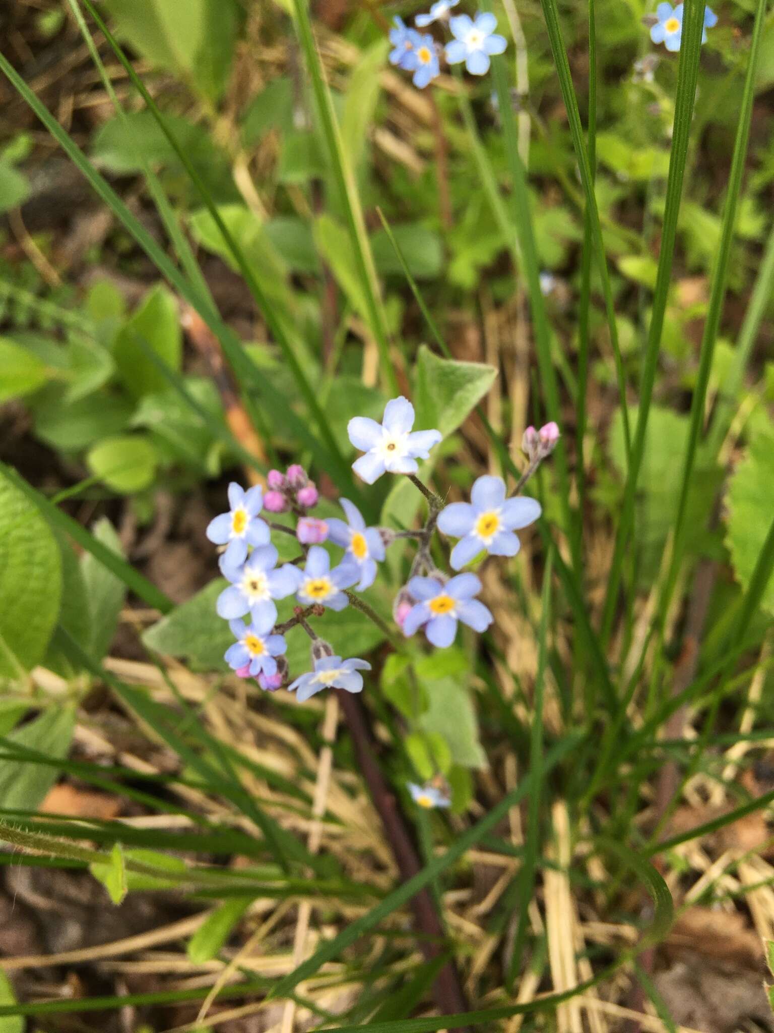 Image de Myosotis decumbens Host