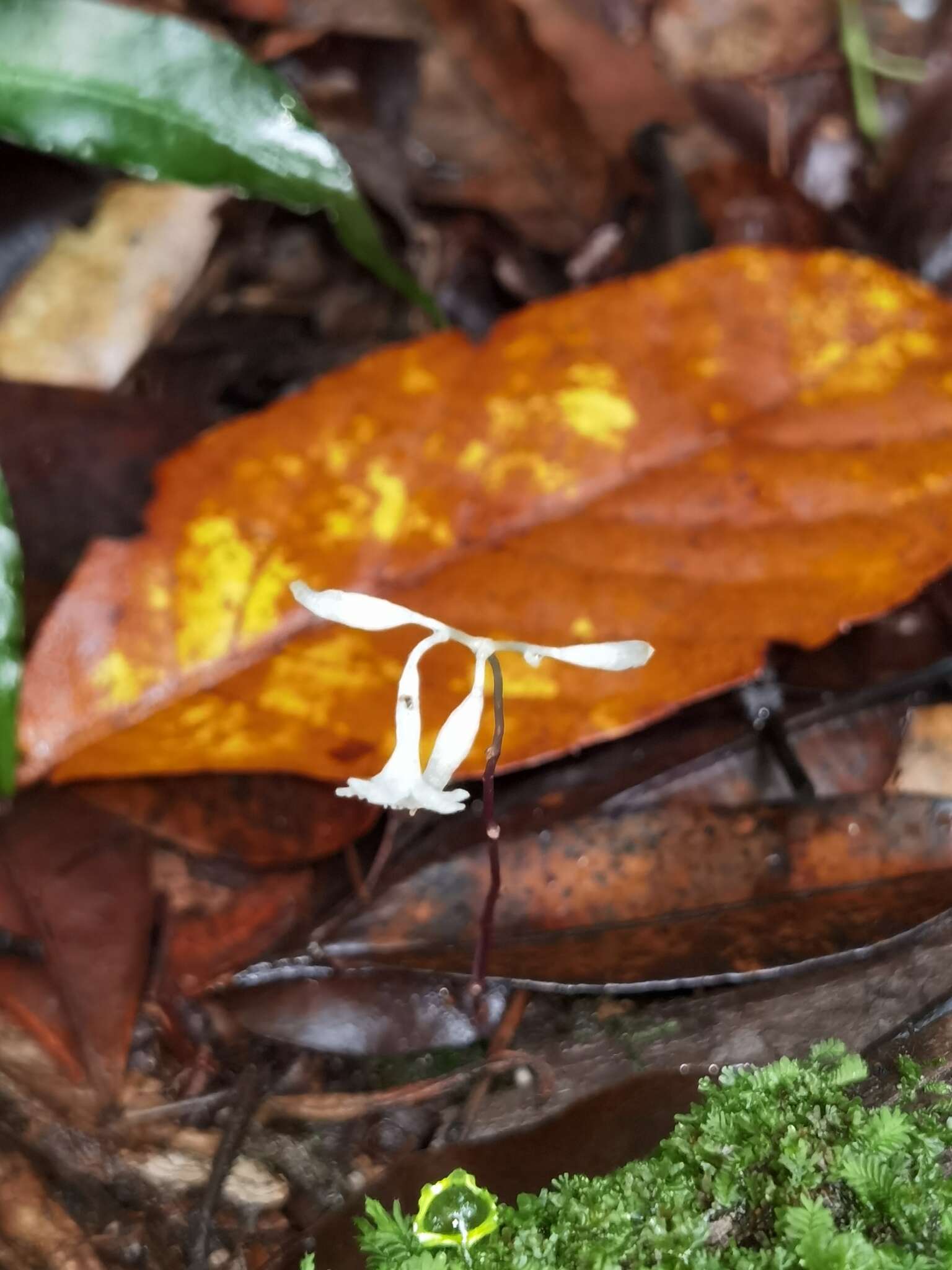 Imagem de Gymnosiphon suaveolens (H. Karst.) Urb.