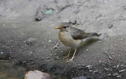 Image of African Thrush