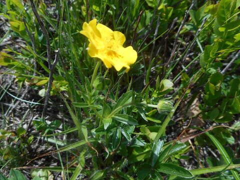 Image of Potentilla aurea L.