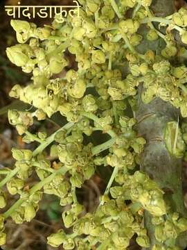 Image of Macaranga peltata (Roxb.) Müll. Arg.