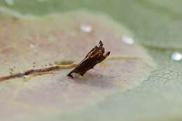 Phyllonorycter sagitella (Bjerkander 1790)的圖片