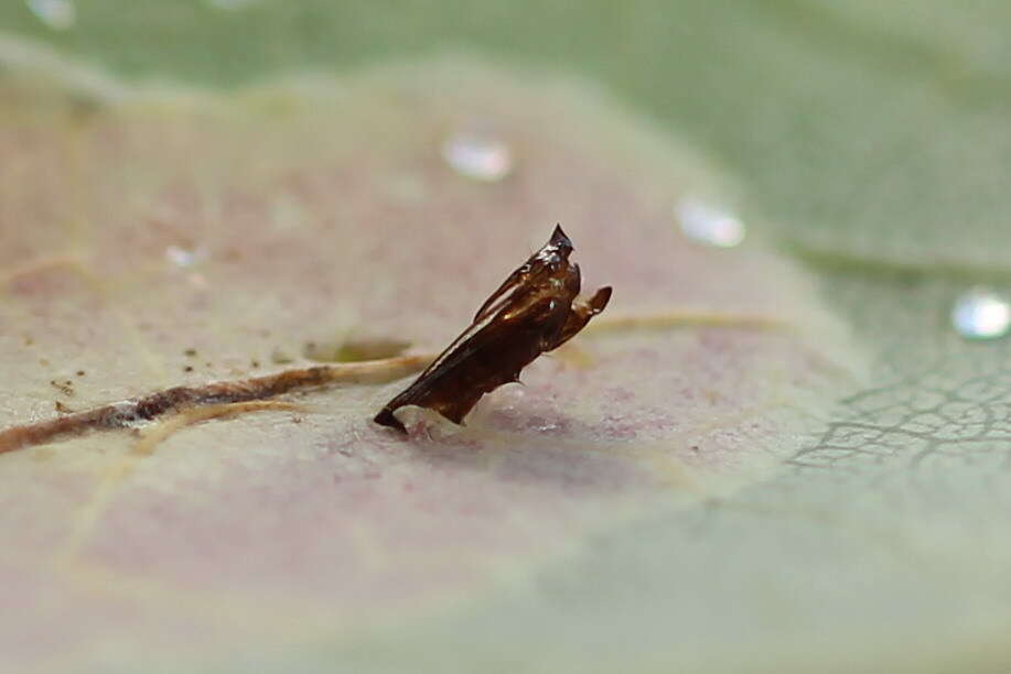 Phyllonorycter sagitella (Bjerkander 1790)的圖片